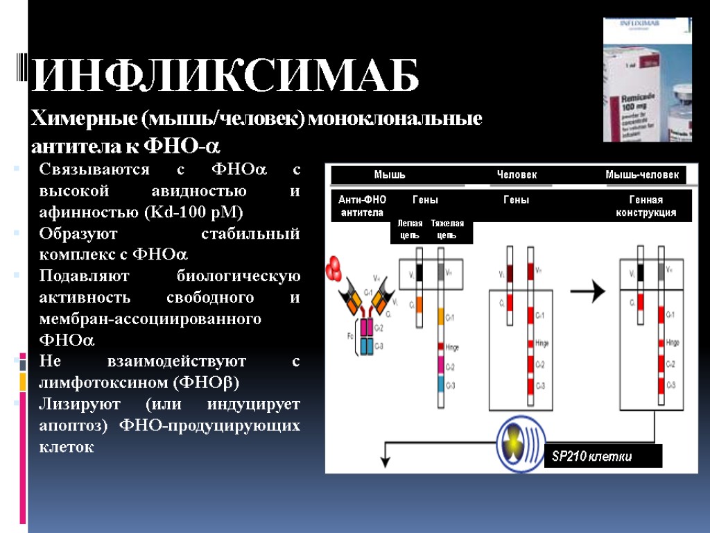 ИНФЛИКСИМАБ Химерные (мышь/человек) моноклональные антитела к ФНО- Связываются с ФНО с высокой авидностью и